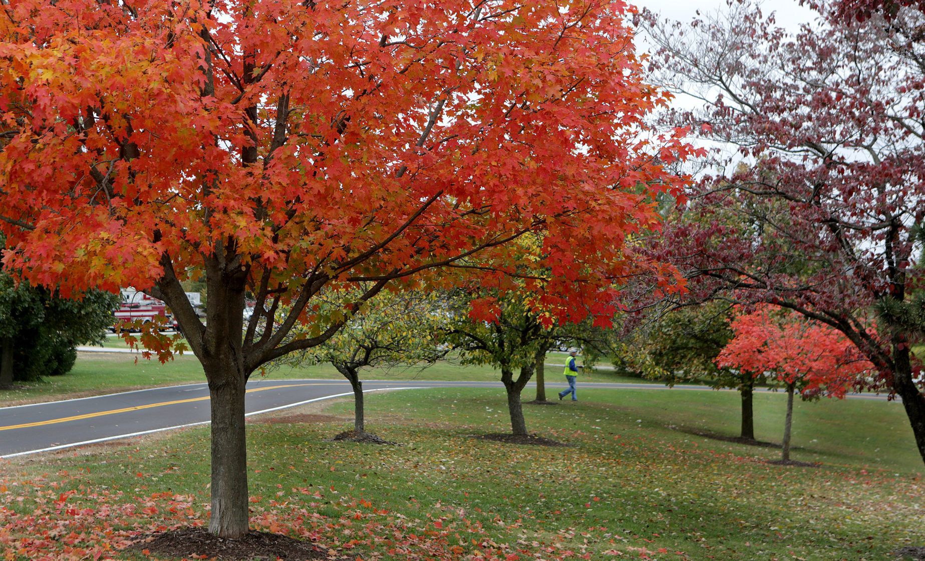 Autumn leaves